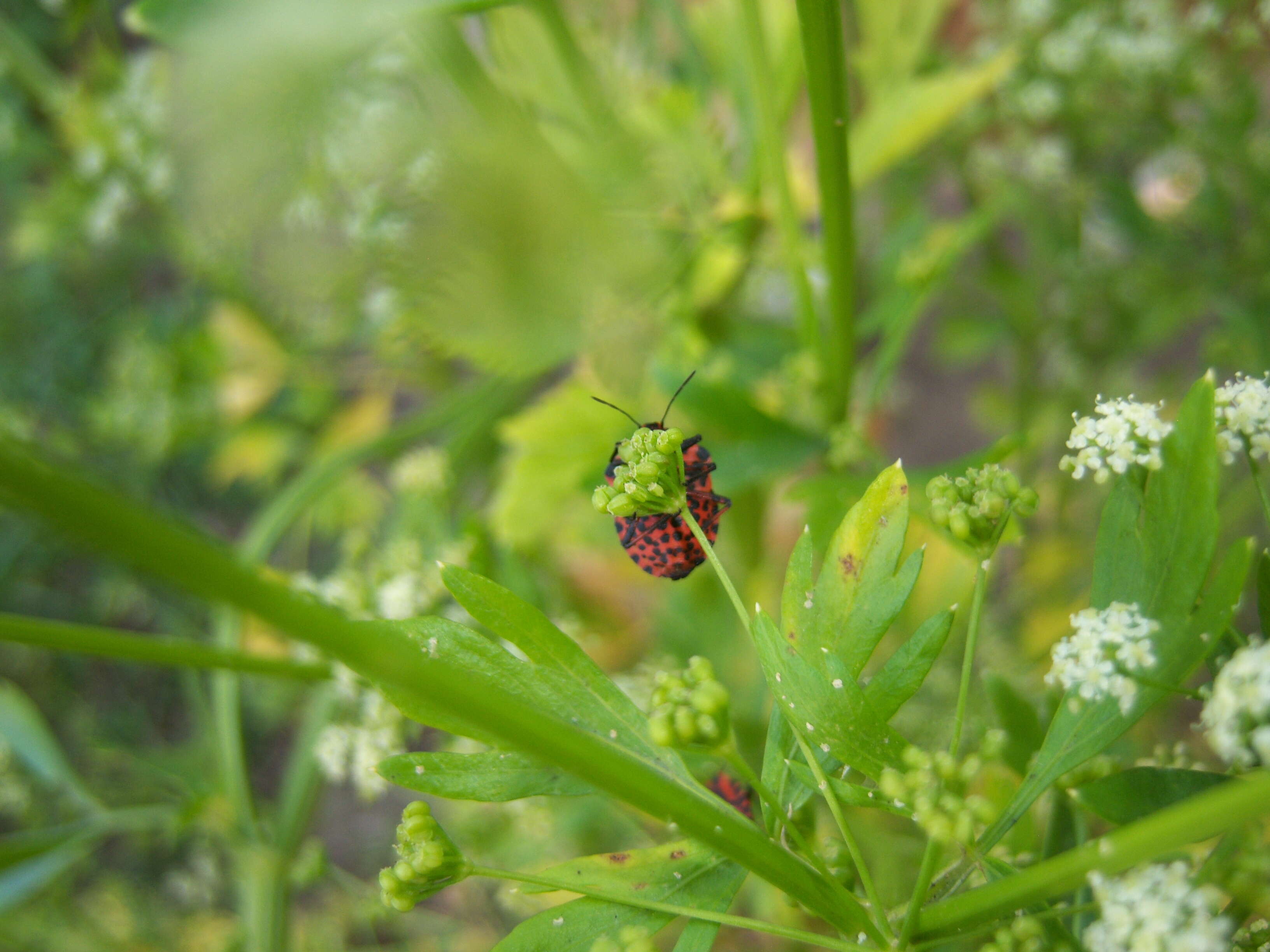 Image of <i>Graphosoma italicum</i>