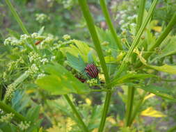 Image of <i>Graphosoma italicum</i>