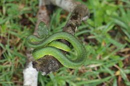 Image of Craspedocephalus macrolepis Beddome 1862