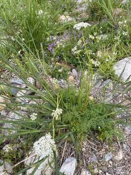 Image of Aegopodium alpestre Ledeb.