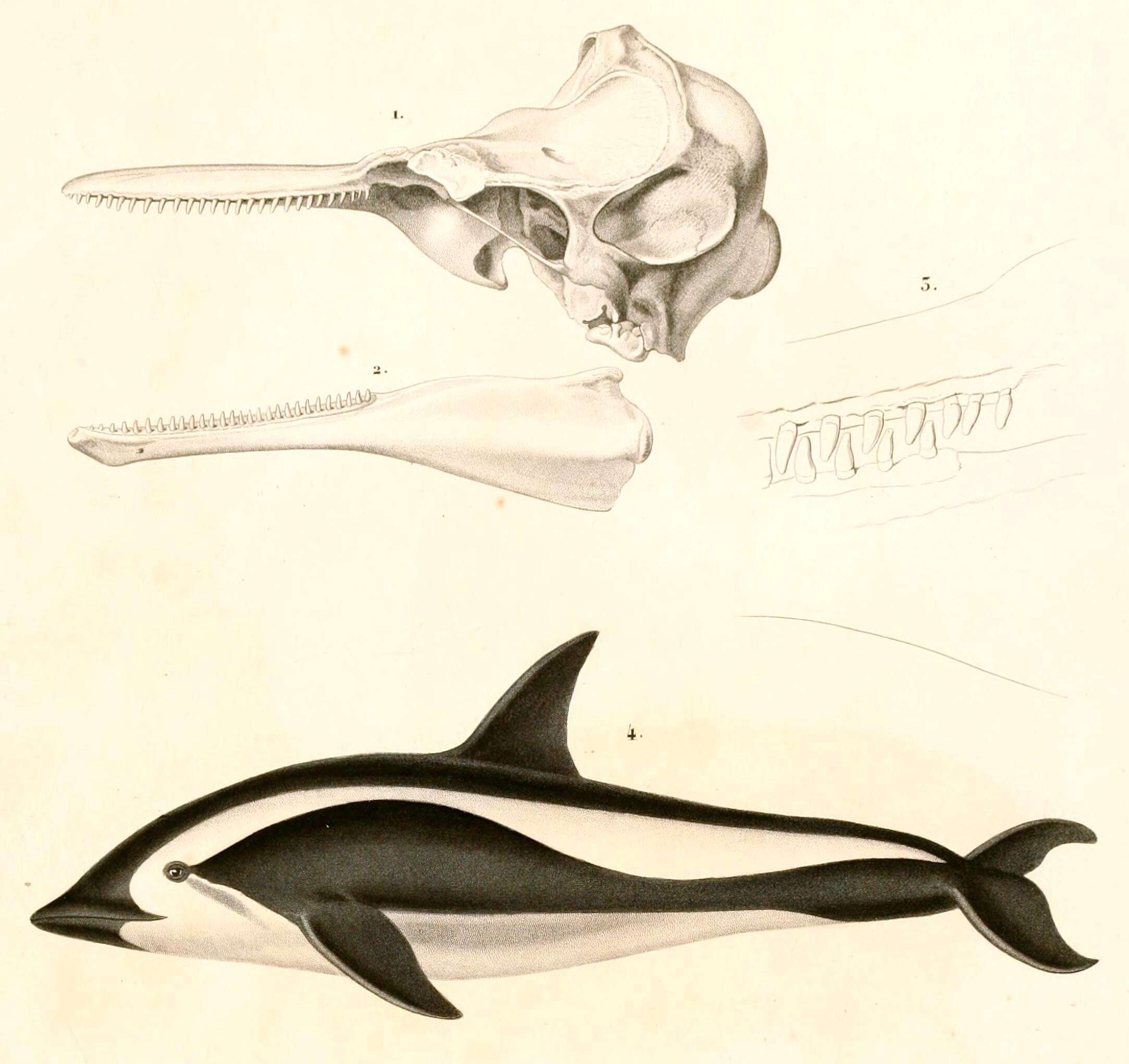 Image of Hourglass Dolphin