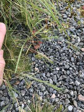 Plancia ëd Festuca vivipara (L.) Sm.