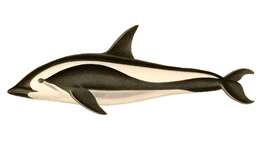 Image of Hourglass Dolphin