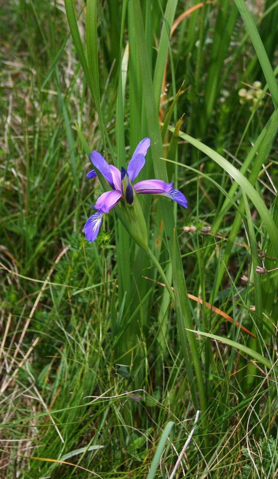 Image of Iris graminea L.