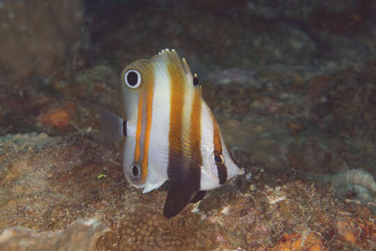 Image of Two Spot Coralfish