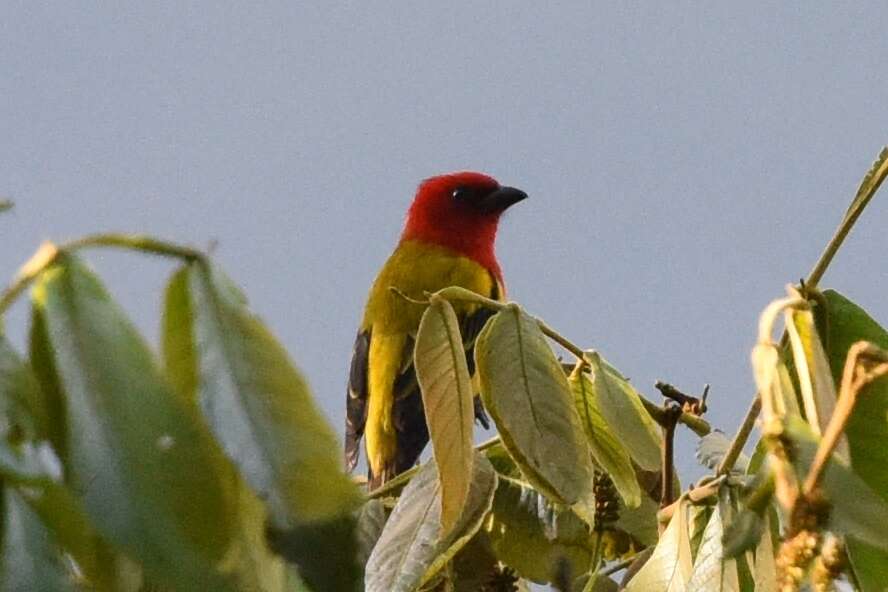 Image of Red-hooded Tanager