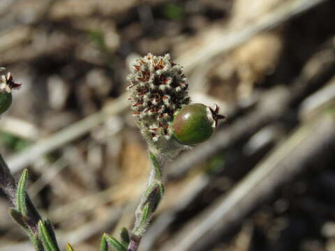 Image of Phylica thunbergiana E. Mey.