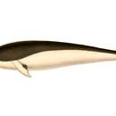 Image of Southern Right Whale Dolphin