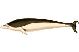 Image of Right whale dolphin