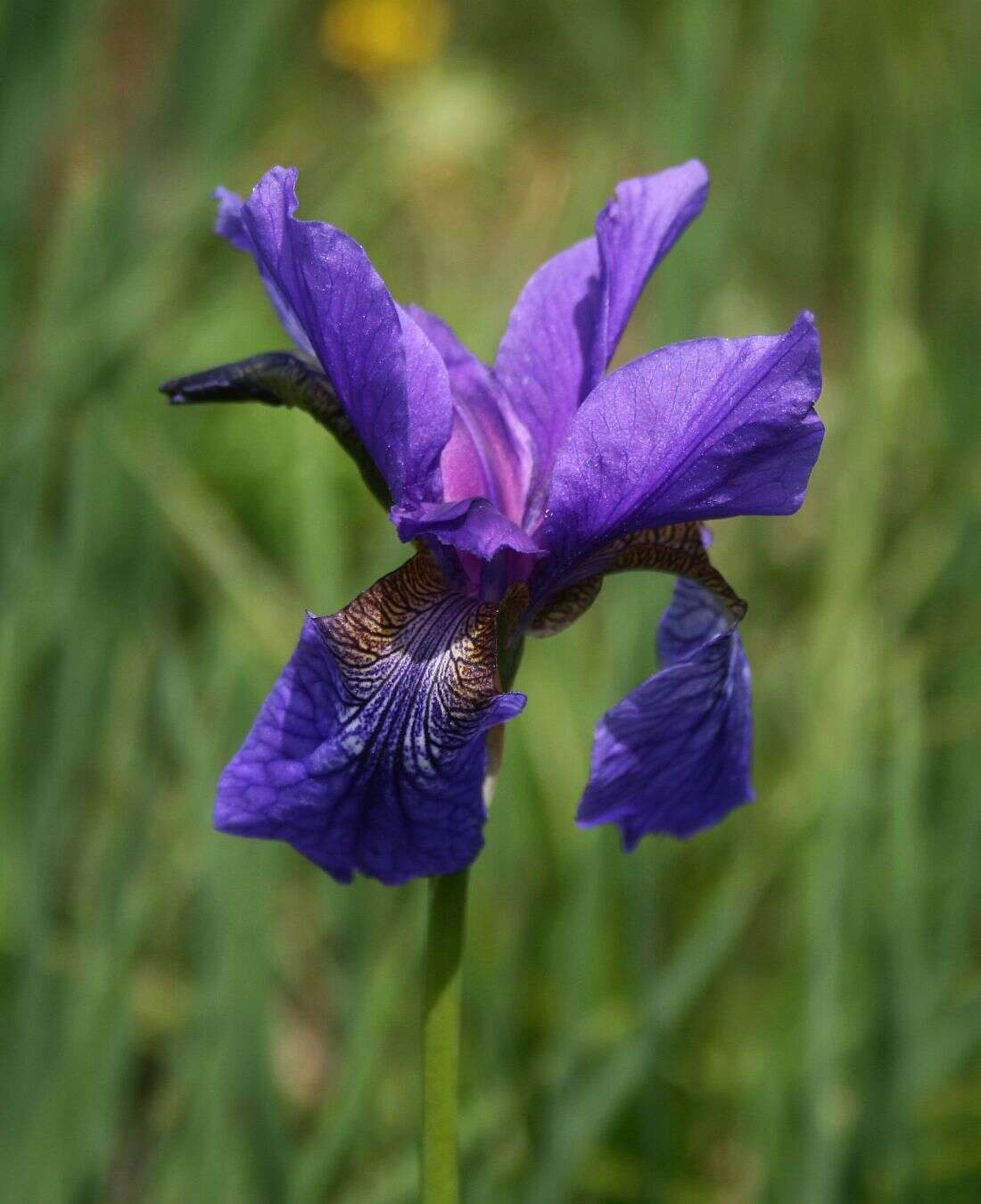 Image of German Iris