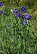 Image of German Iris