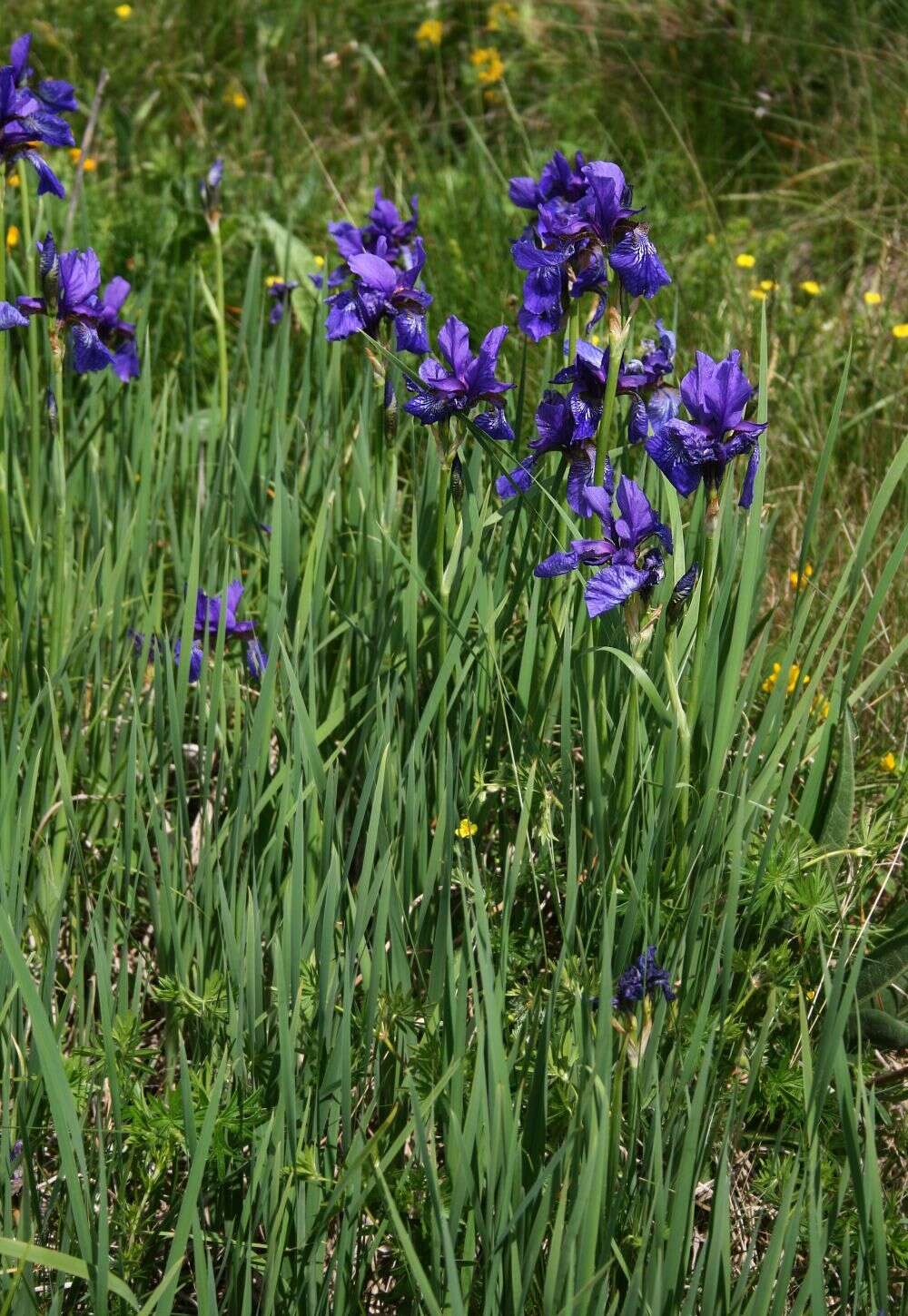 Image of German Iris