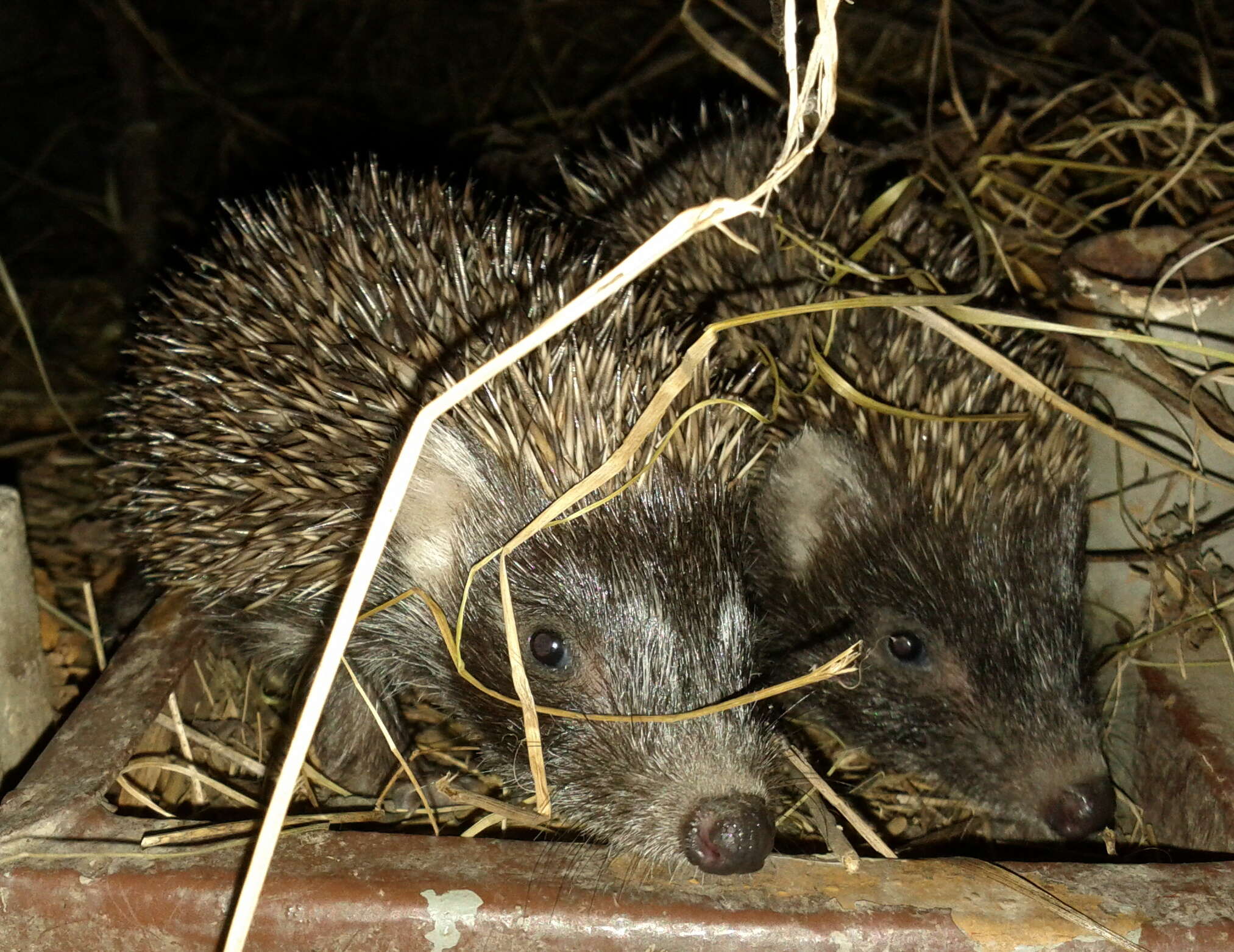 Image of Northern White-Breasted Hedgehog