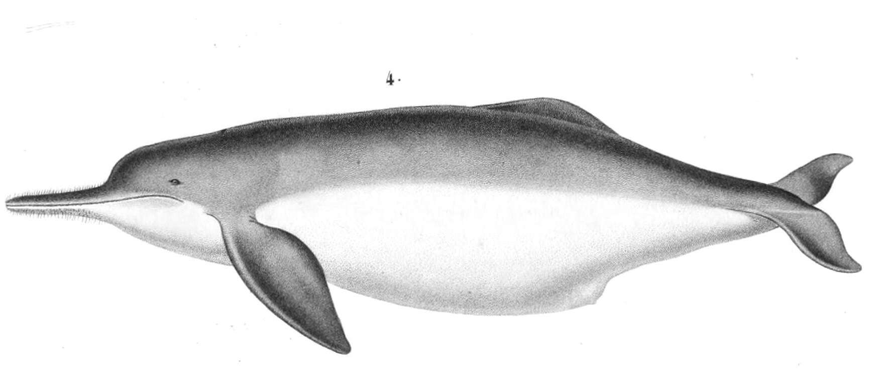 Image of Bolivian river dolphin