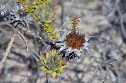 Image of Oedera imbricata Lam.