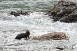 Image of Marine Otter