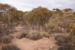 Imagem de Triodia scariosa N. T. Burb.