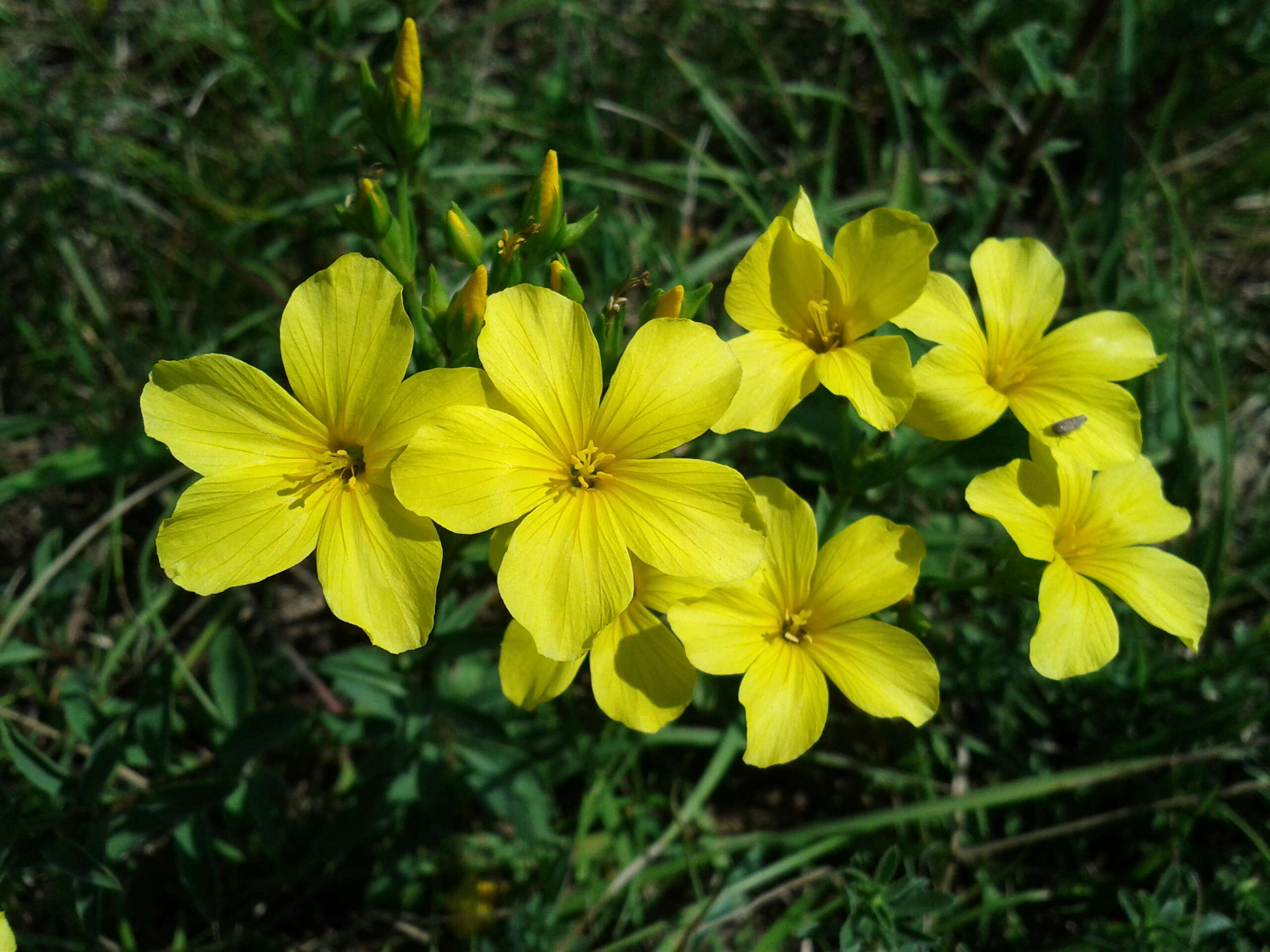 Image of golden flax