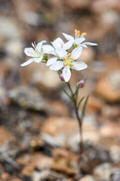 Image of Coast Range dwarf-flax