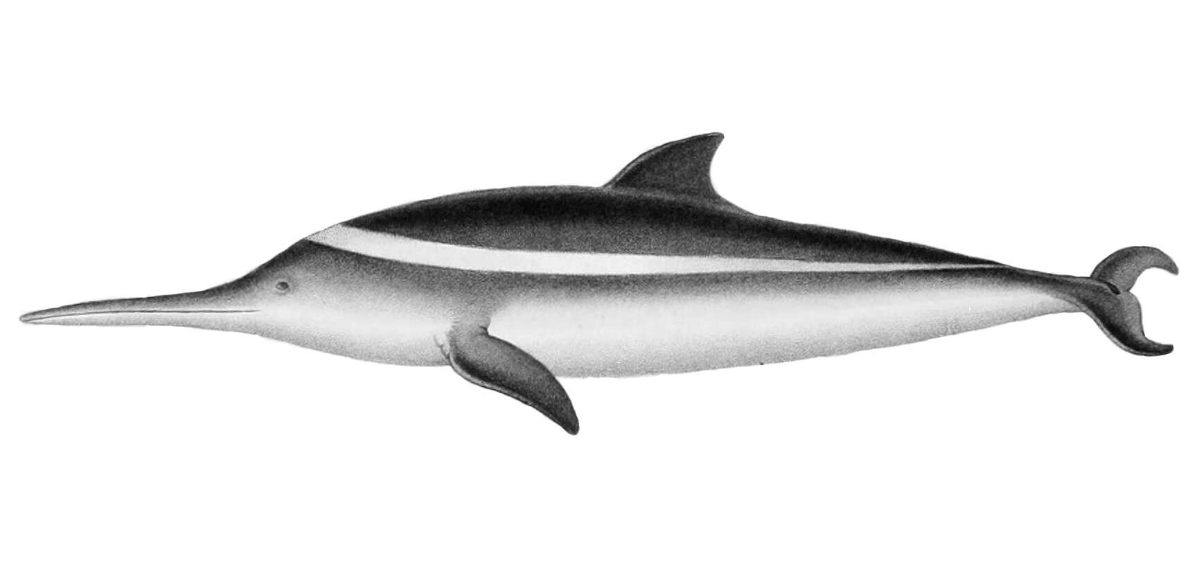 Image of Pontoporiidae