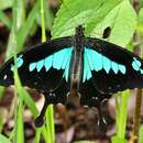 Image of Green-banded Swallowtail