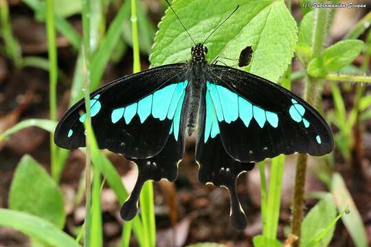 Papilio phorcas Cramer (1775) resmi