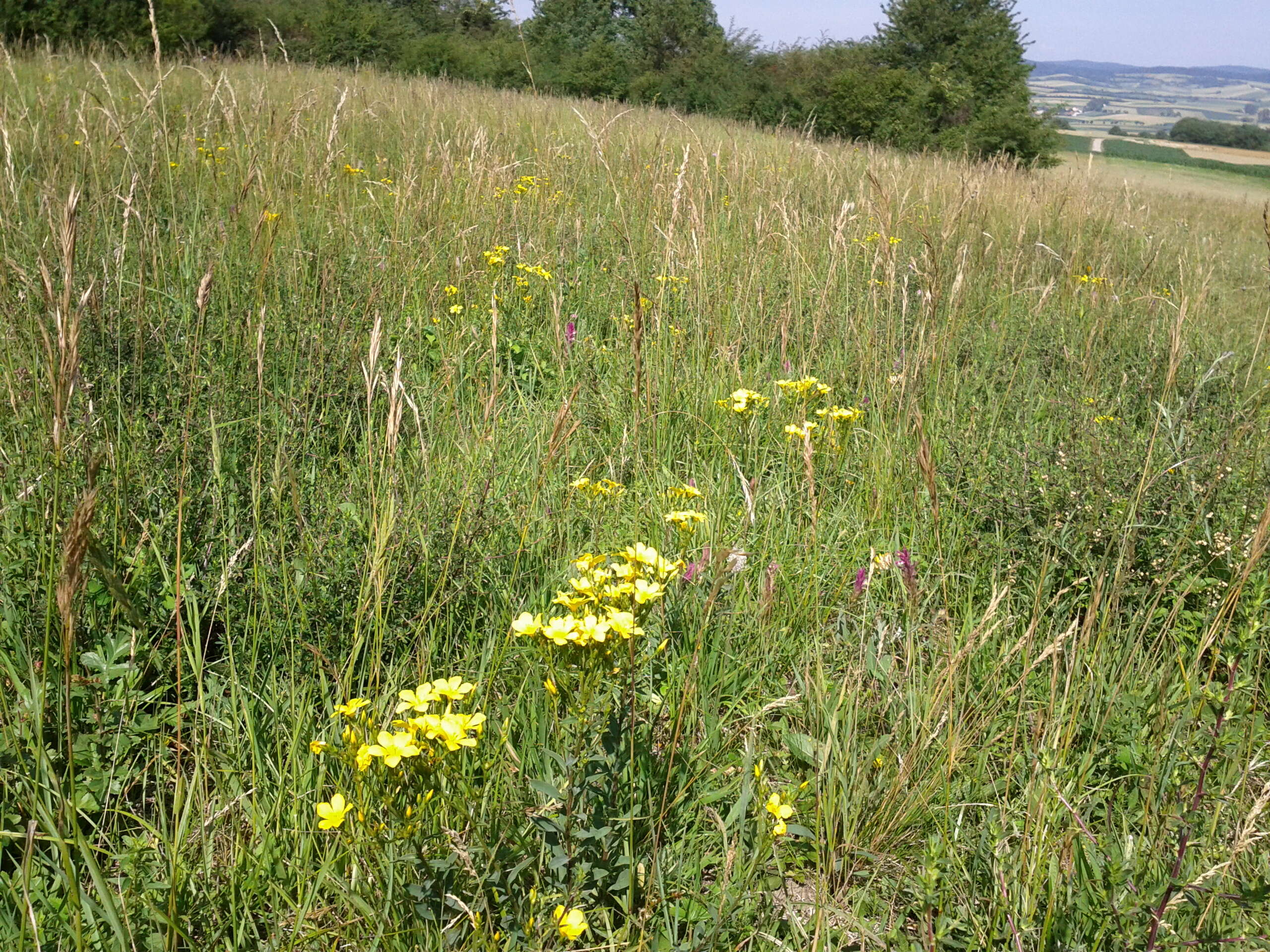 Image of golden flax