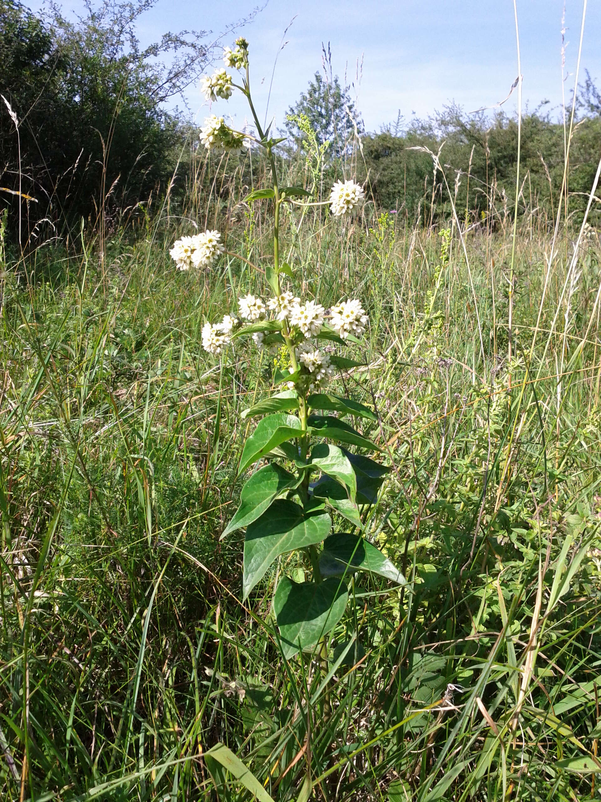 Image of common vincetoxicum