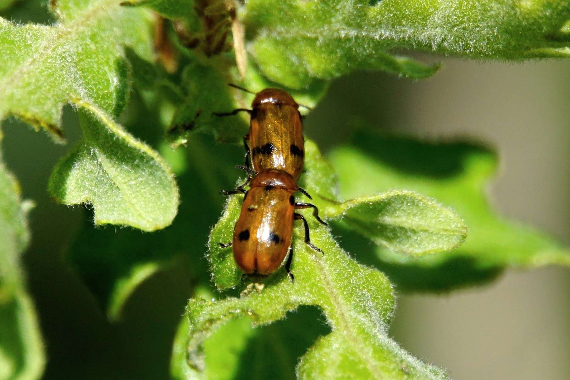 Image of <i>Macrolenes dentipes</i>