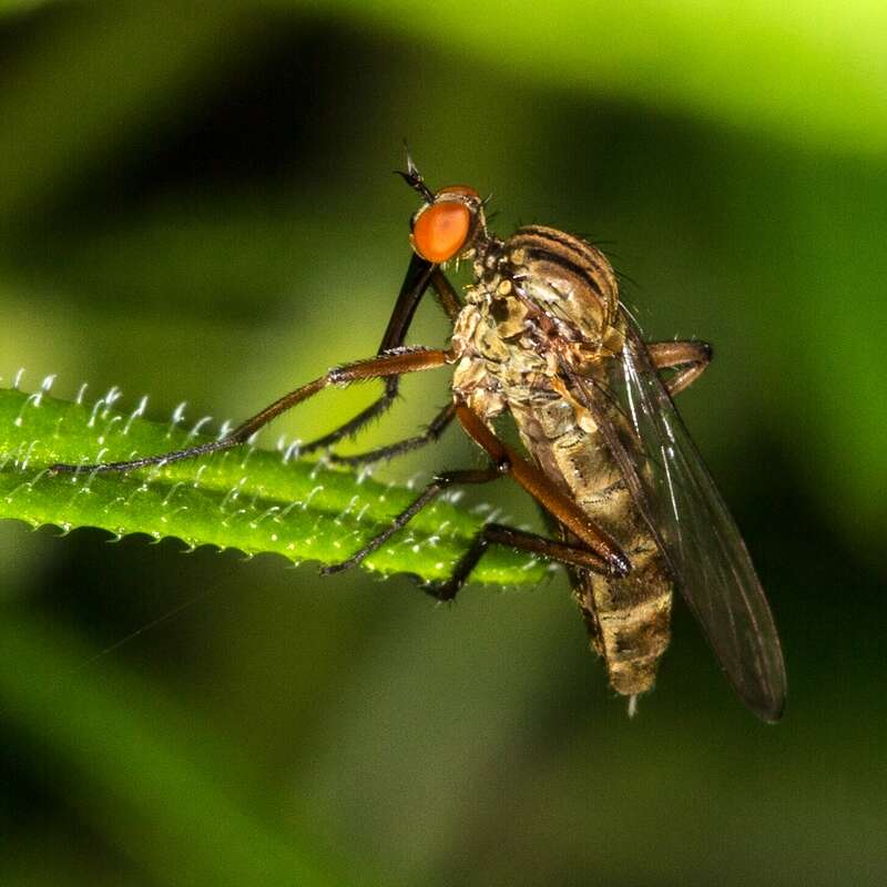 Image of dagger flies and balloon flies