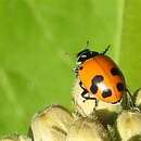 Image of Glacial Lady Beetle