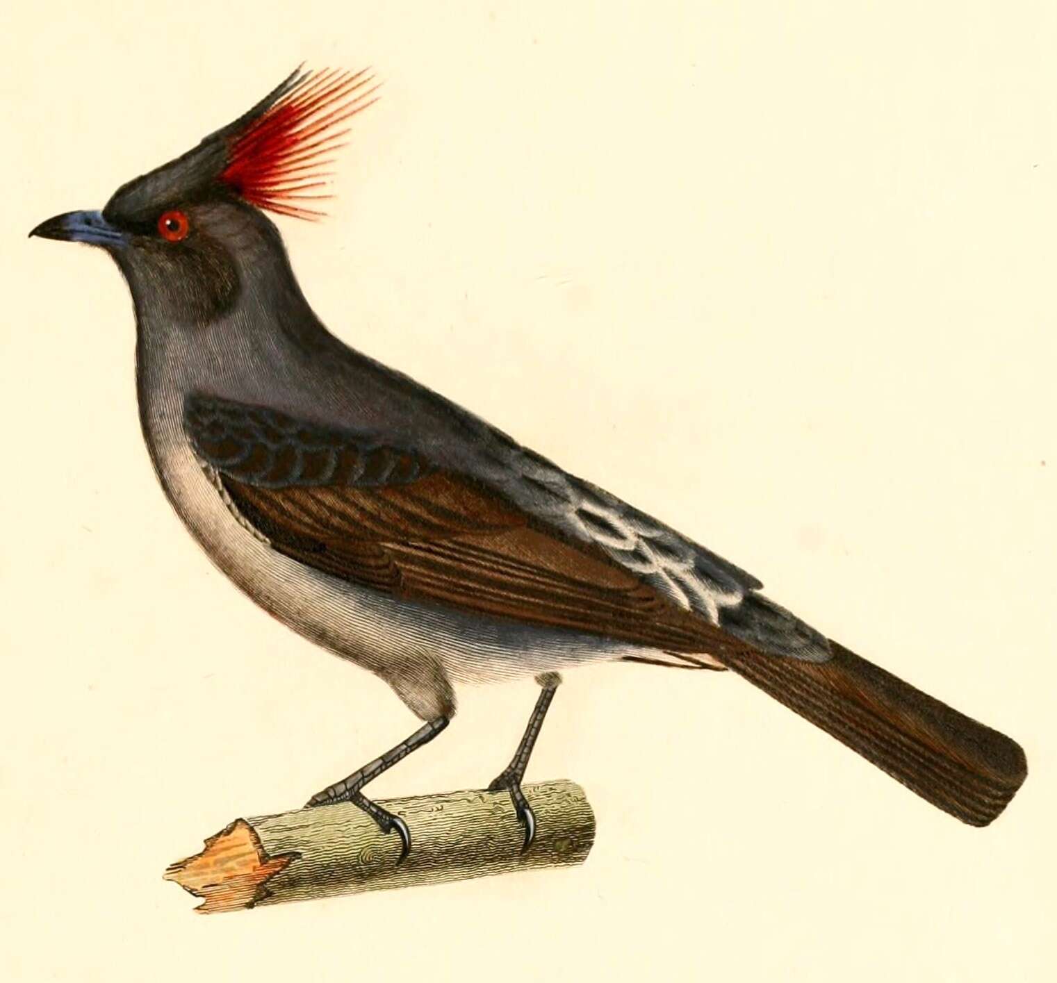 Image of Crested Cotingas