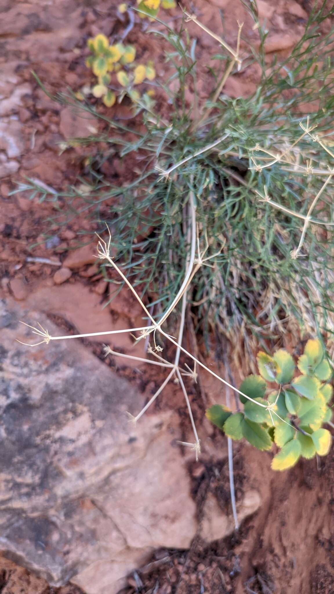 Image of alpine biscuitroot