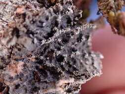 Image of kidney lichen