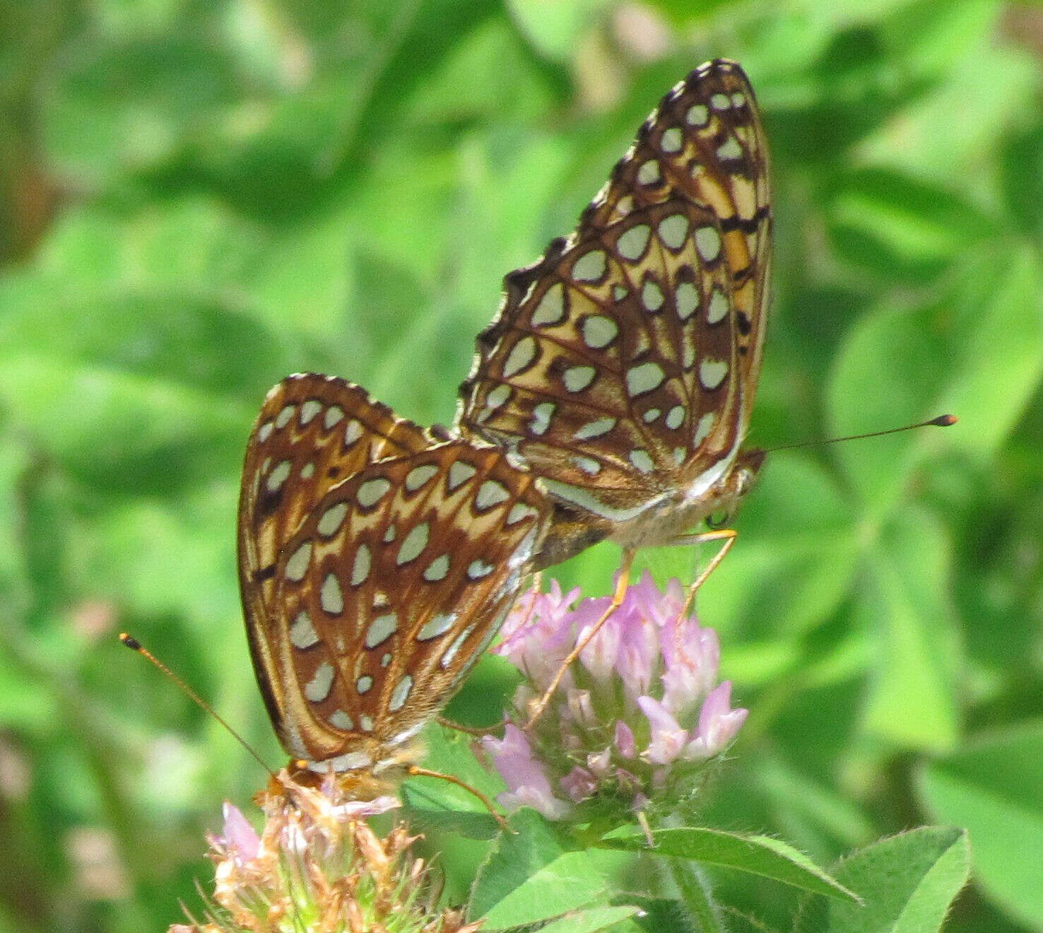 Image of Atlantis Fritillary