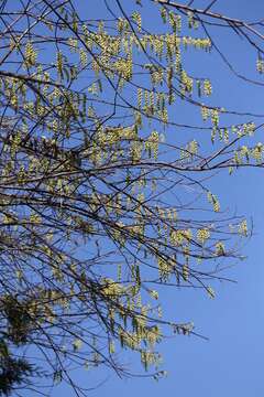 Image de Stachyurus praecox Sieb. & Zucc.