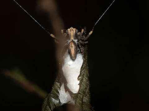 Image of Twig Orb-web Spiders