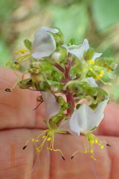 Image of Aneilema dregeanum Kunth