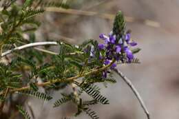 Plancia ëd Dalea elegans Hook. & Arn.