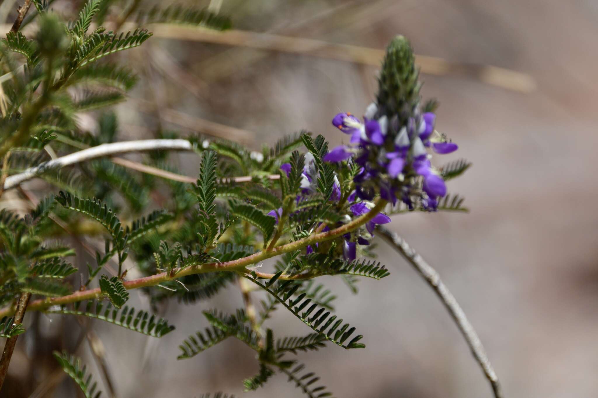 Plancia ëd Dalea elegans Hook. & Arn.