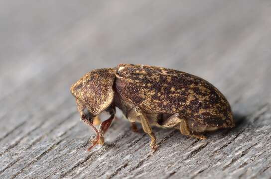 Image of Death watch beetle