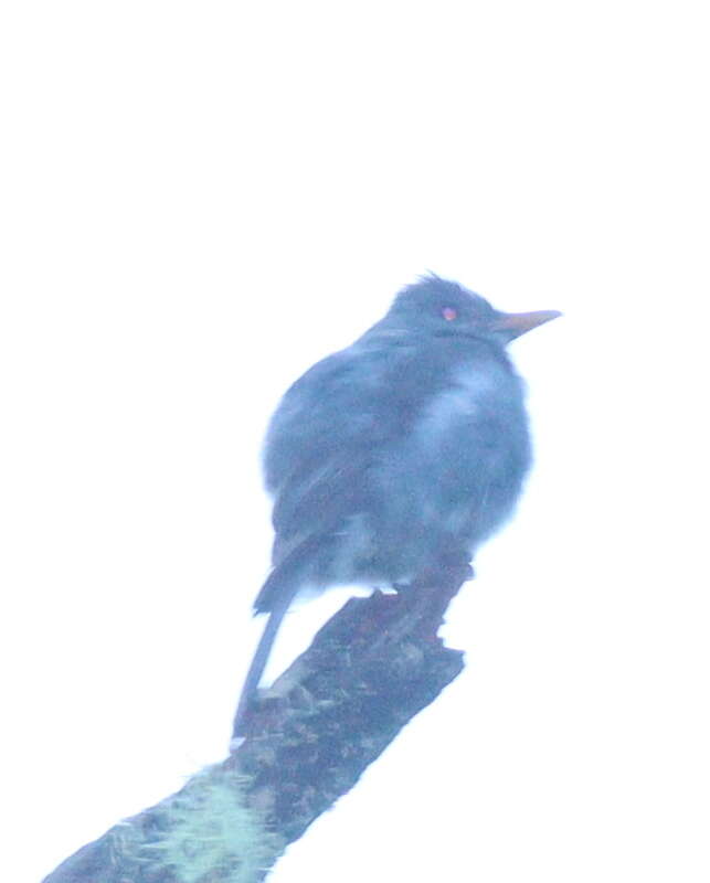 Image of Dark Pewee