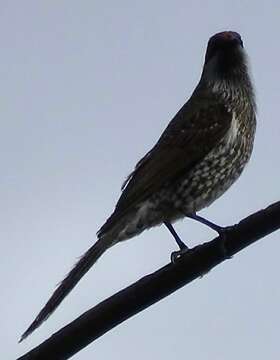 Image of Little Wattlebird