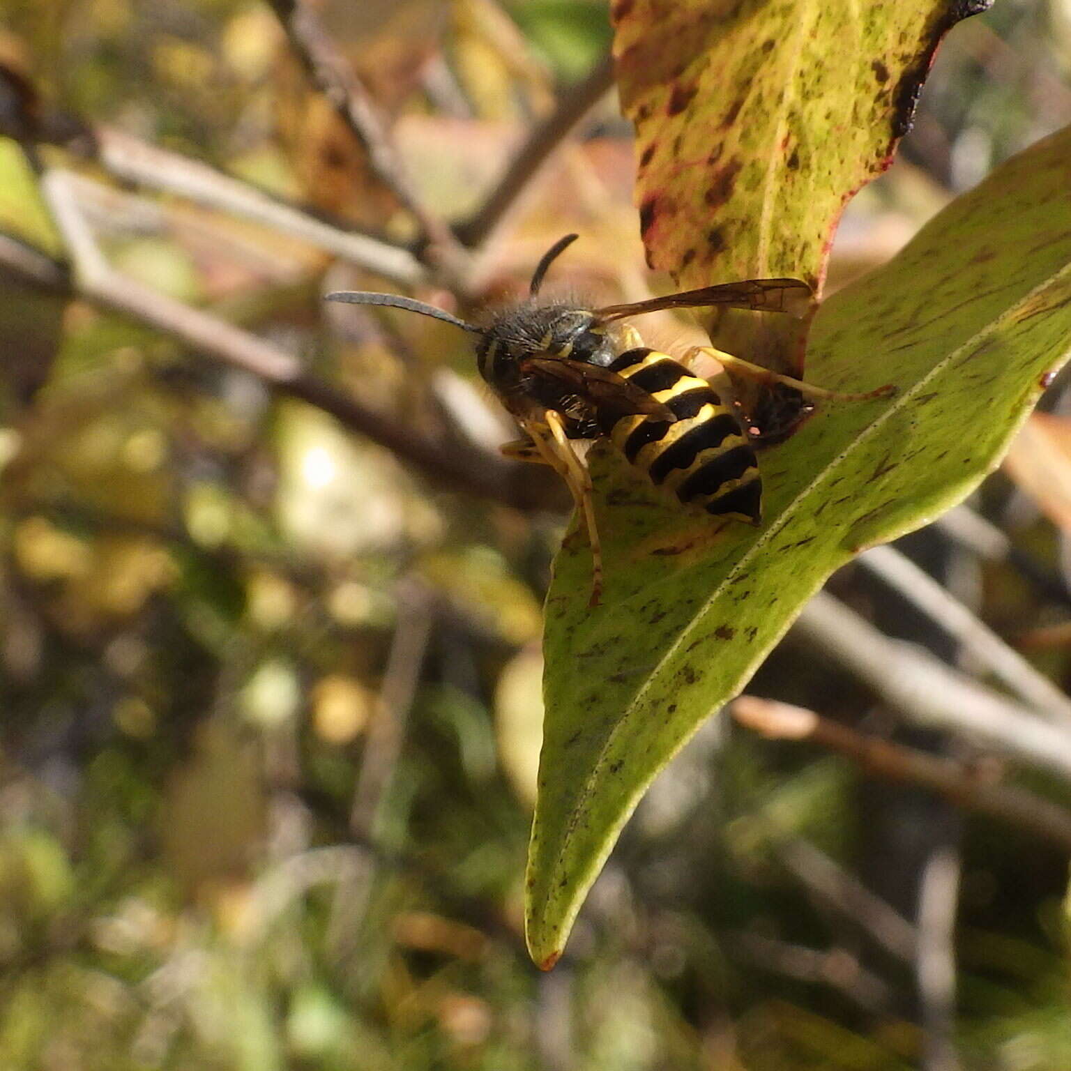 Image de Vespula alascensis Packard 1870