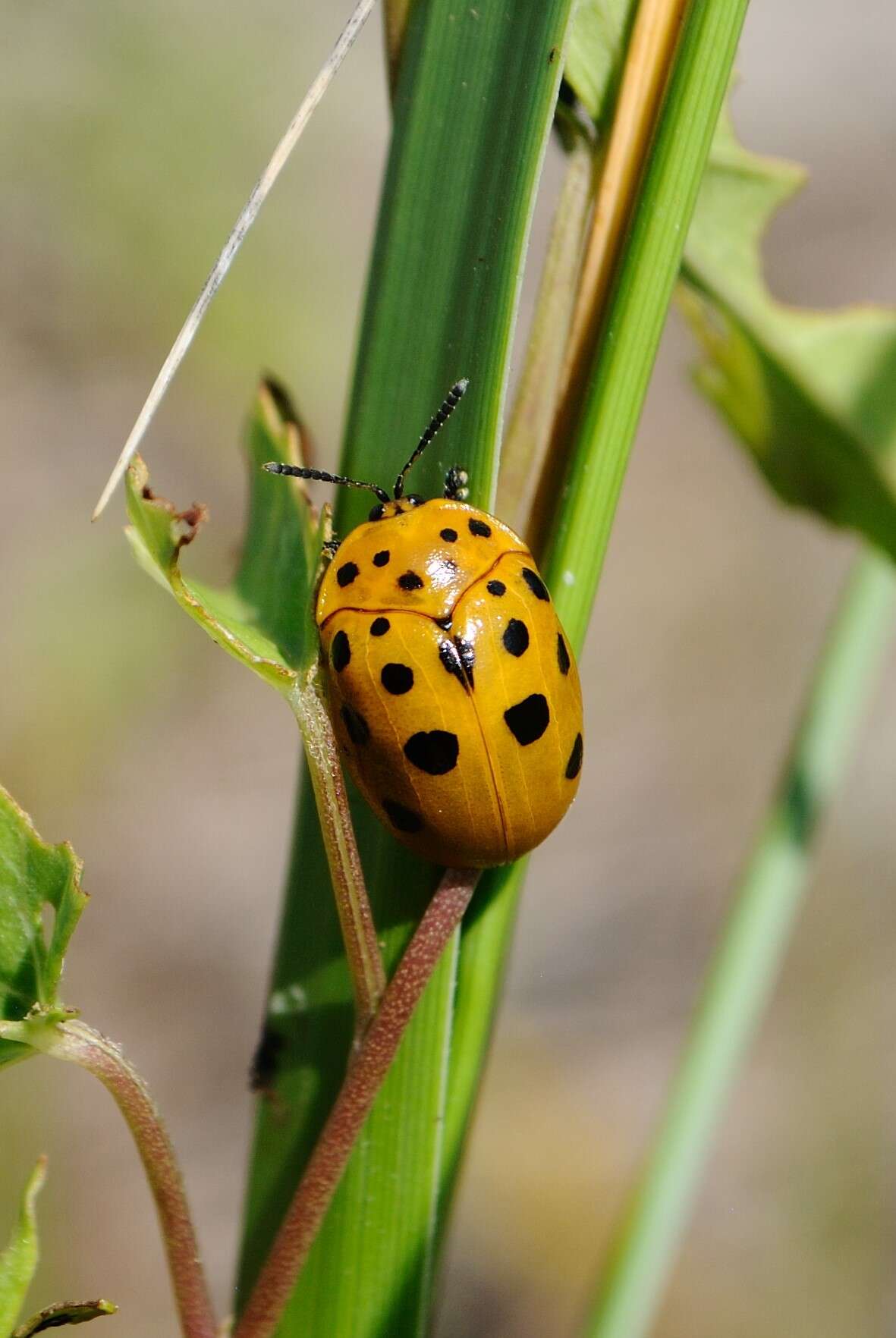 Image of Argus Tortoise Beetle