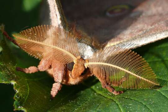 Image of Antheraea yamamai (Guérin-Méneville 1861)