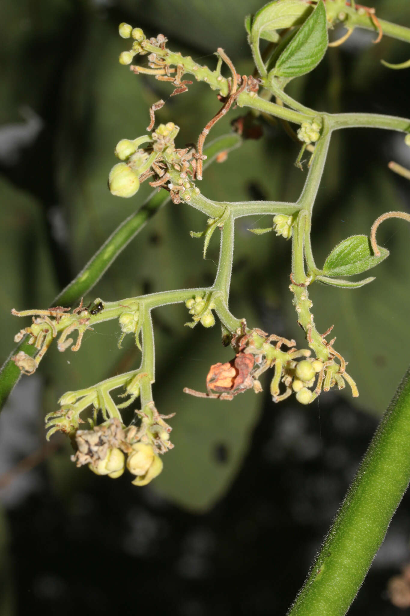 Image of Senna oxyphylla (Kunth) H. S. Irwin & Barneby