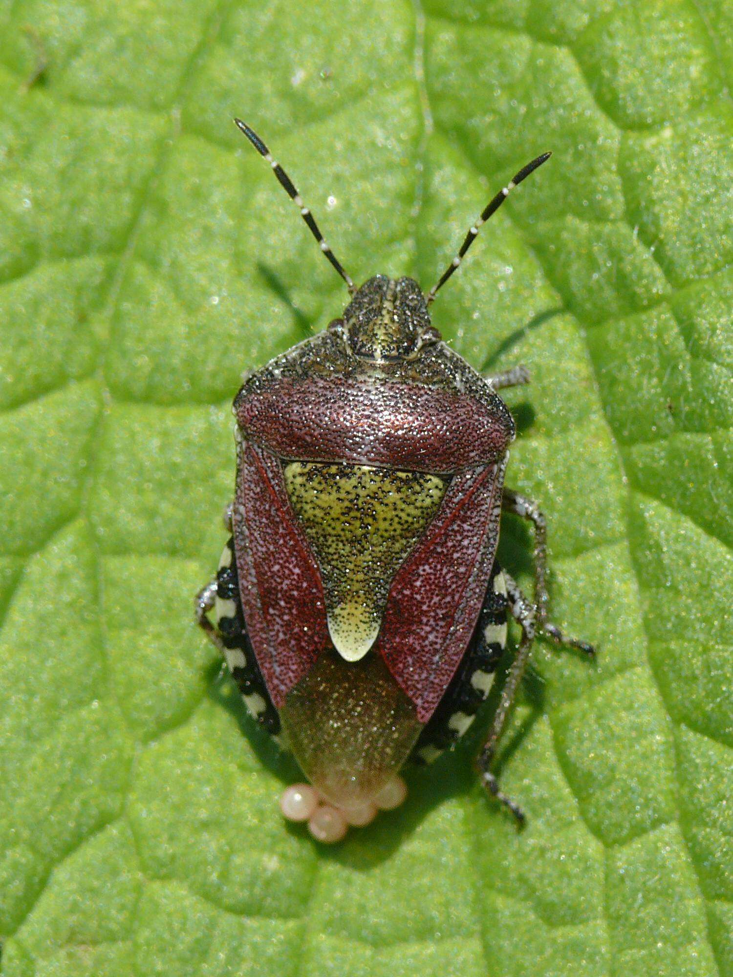 Image of sloe bug