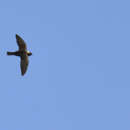 Image of White-naped Swift