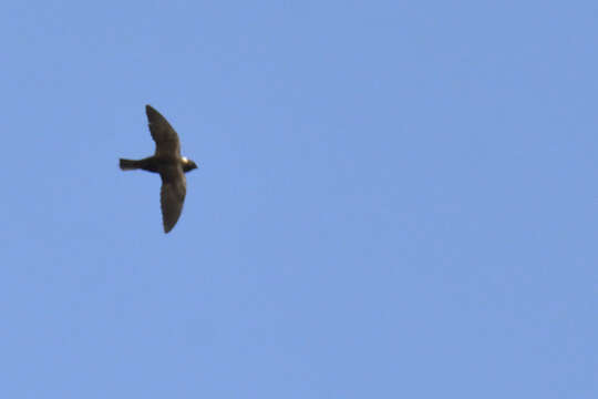 Image of White-naped Swift